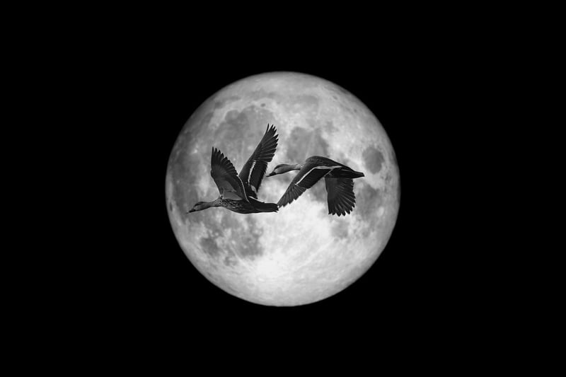 Moonlit Beaches