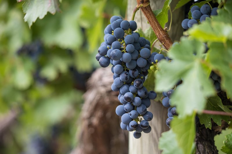 Vineyard Romance